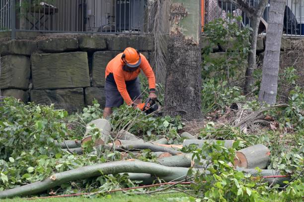 Best Emergency Storm Tree Removal  in Warrington, FL